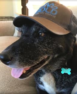 Bold Moving and Storage logo