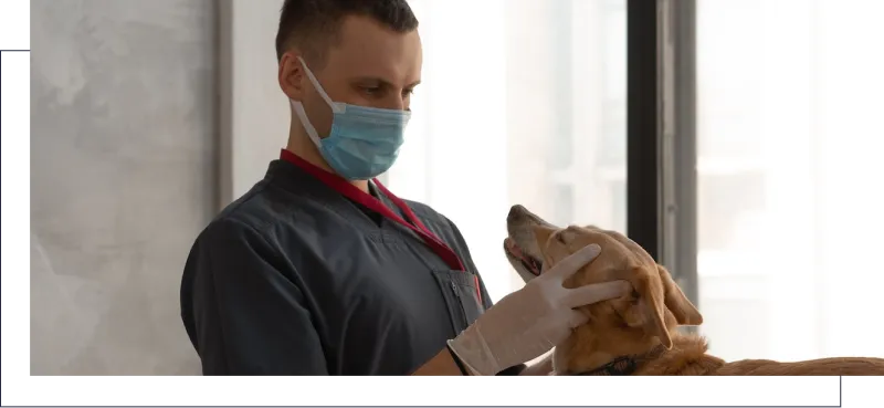 Pets on the Move image 1