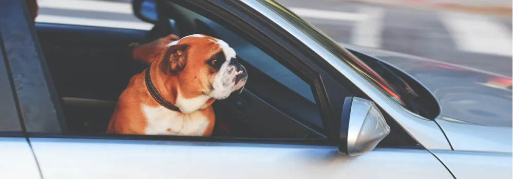 Pets on the Move image 2